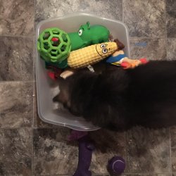 green boy finding just the right toy 6.5 weeks